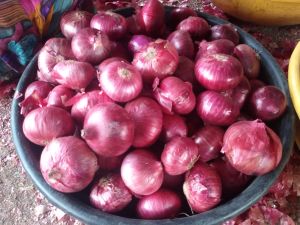 Onion