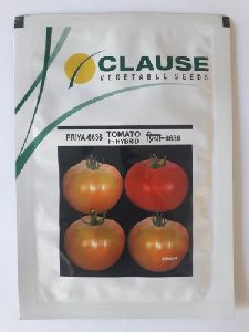 clause priya (6636) Tomato Seeds
