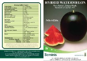 Watermelon Seeds - Pata Negra (Seminis)