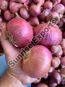 Fresh Pink Onion