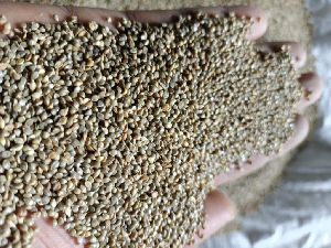 Grey Millet Seeds