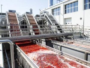Tomato Processing Plant