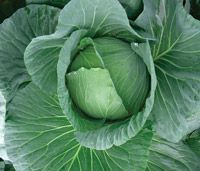 Golden Acre Imported Cabbage Seeds