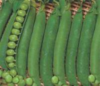 IB110 Imported Green Peas Seeds