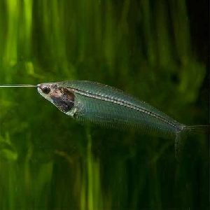 Glass Cat Fish