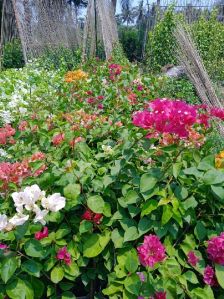 Bougainvillea Plant