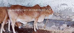 pure sahiwal cow
