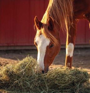 horses feed