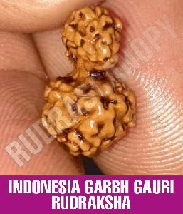 Indonesia Garbh Gauri Rudraksha