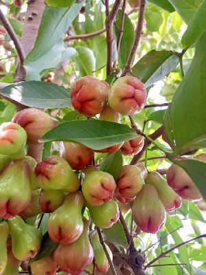 Water Apple