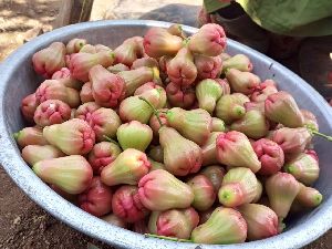 Water Apple
