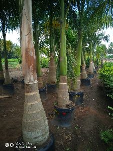 Royal Palm Plant