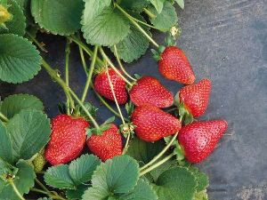 Flavia Strawberry Plants
