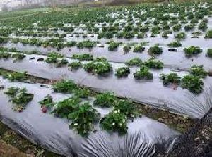 100% Virgin UV Mulch Film