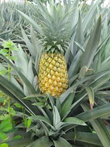 Fresh Pineapple