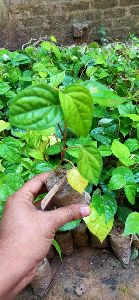 Betel Leaf Plant