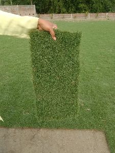 natural carpart grass