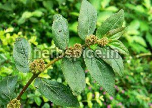 Euphorbia Pilulifera