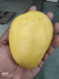 Banginapalli Mango