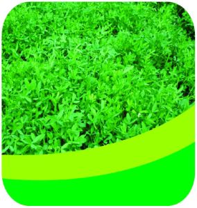 Berseem Grass Forage Seeds