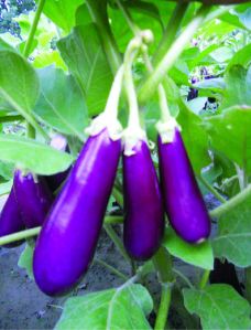 F1 Angel Brinjal Seeds