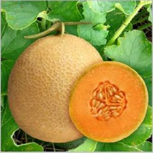 F1 Chirag Muskmelon Seeds