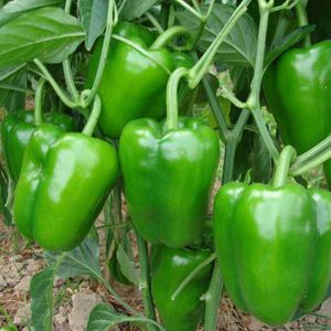 F1 Green Diamond Capsicum Seeds