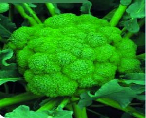 F1 Jessica Broccoli Seeds