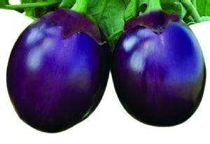 F1 Kanchan 75 Brinjal Seeds