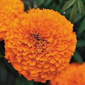 F1 Monalisa Marigold Seeds