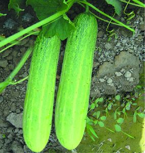 F1 Mumtaj Cucumber Seeds