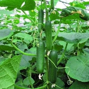 F1 Poseidon Seedless Cucumber Seeds