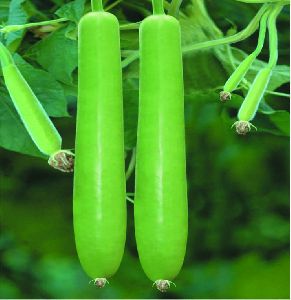 F1 Pragati 11 Bottle Gourd Seeds