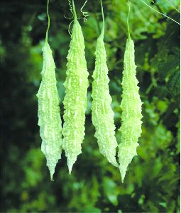 F1 Rajat Bitter Gourd Seeds