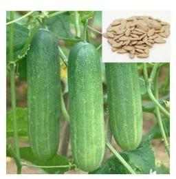 F1 Samrat 999 Plus Cucumber Seeds