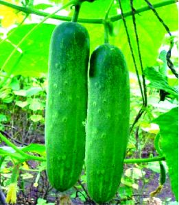 F1 Sarpanch 480 Cucumber Seeds