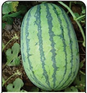 F1 Shahrukh 786 Watermelon seeds