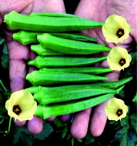 F1 Shrishty 77 Okra Seeds