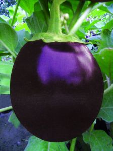 F1 Sikander Brinjal Seeds