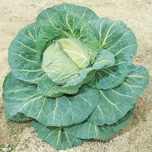 F1 Sunny Cabbage Seeds