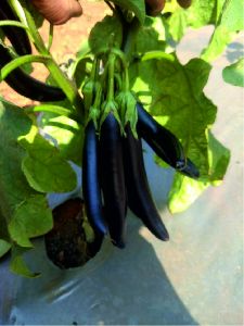 F1 SW Kirti 99 Brinjal Seeds