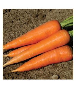 Imported Early Nantes Carrot Seeds