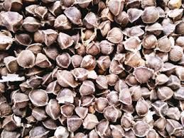 Moringa Wingless Seeds