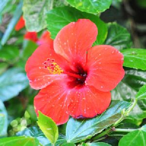 SVM HIBISCUS FLOWER