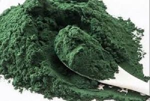 chlorella extract powder