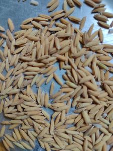 Paddy Seed 1010