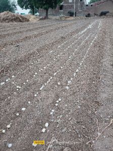 Fresh White Onion seeds