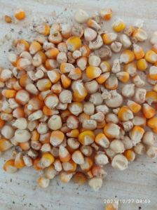 Dried Maize Seeds