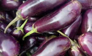 Organic Brinjal