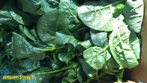 Fresh Malabar Spinach